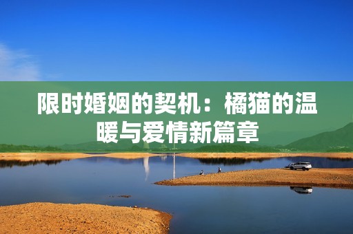 限时婚姻的契机：橘猫的温暖与爱情新篇章